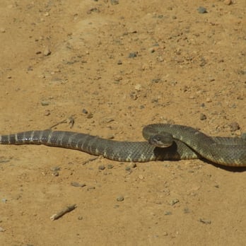 Sierra Azul Open Space Preserve - rattlesnake - Parks Near Me - Los Gatos, California Sierra Azul Open Space Preserve - rattlesnake - Parks Near Me - Los Gatos, California