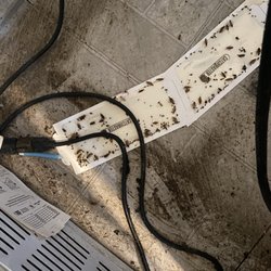 Intact Pest Control Management