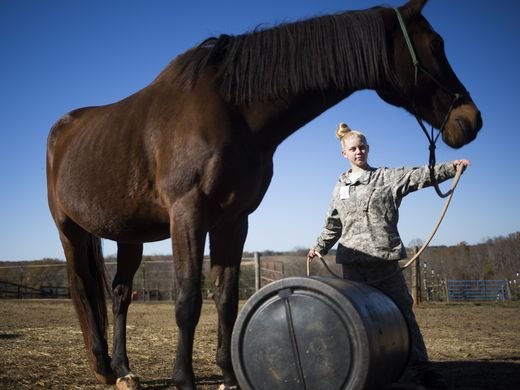 Dark Horse Horsemanship - equestrian in Anderson, SC
