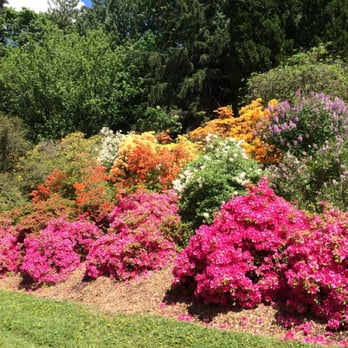 Washington Park Arboretum - Rhododendron - Parks Near Me - Seattle, Washington Washington Park Arboretum - Rhododendron - Parks Near Me - Seattle, Washington