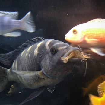 Superway Aquarium - Local Fish Stores Near Me - Hayward, California Superway Aquarium - Local Fish Stores Near Me - Hayward, California