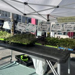 Lifefood Gardens - Clement st farmers market