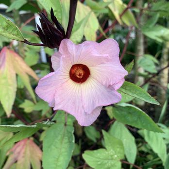 Flogrown farm - Nurseries & Gardening Near Me - Parkland, Florida Flogrown farm - Nurseries & Gardening Near Me - Parkland, Florida