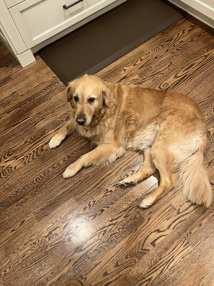 SOAPY DOGS MOBILE PET GROOMING Updated October 2024 50 Photos & 44