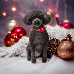 Pooch Purrfect Pet Spa