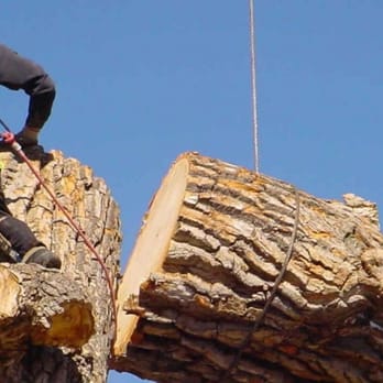 Heilig's Tree Service - Cutting down a tree by Heiligs Tree Service in San Diego - Tree Services Near Me - El Cajon, California Heilig's Tree Service - Cutting down a tree by Heiligs Tree Service in San Diego - Tree Services Near Me - El Cajon, California