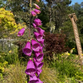 Jensen-Olson Arboretum - Flowers - Botanical Gardens Near Me - Juneau, Alaska Jensen-Olson Arboretum - Flowers - Botanical Gardens Near Me - Juneau, Alaska