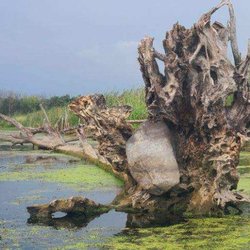 Fox River Canoe Adventures and Kayaks - The breath taking scenery like the tree roots that grew around this tree.