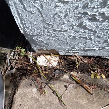 Best Choice Home Remodeling - Plant damage of Tex-Coat to be repaired. - Windows Installation Near Me - Poway, California