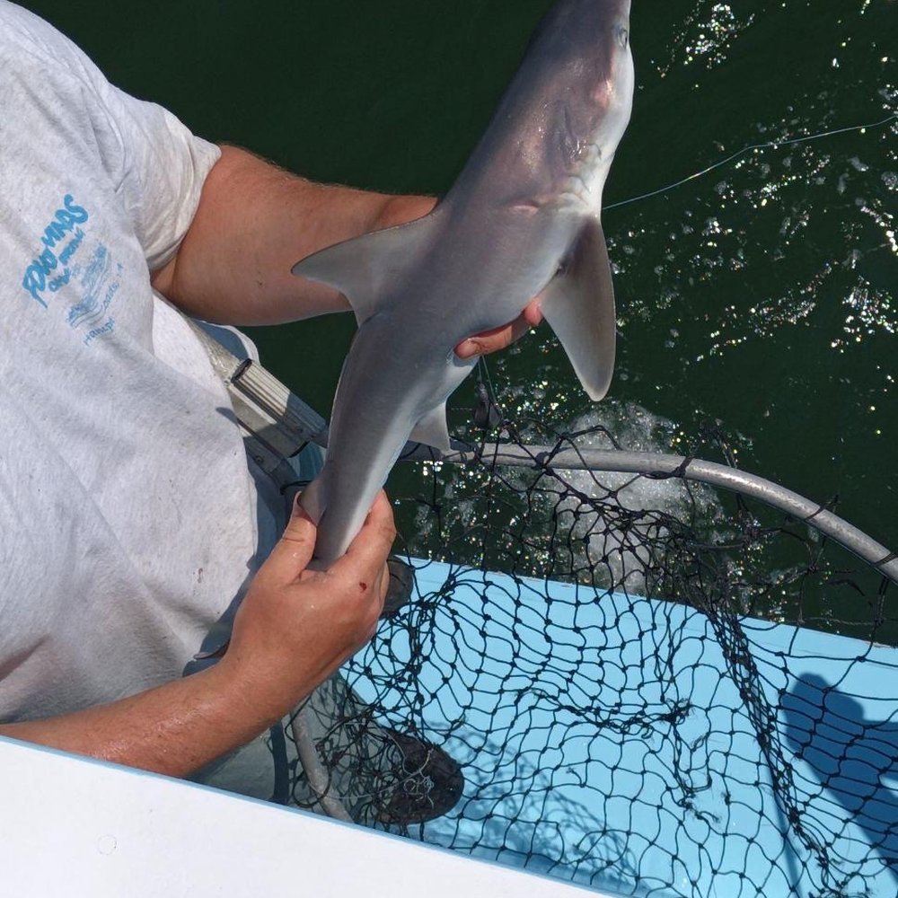 Four Winds Chartering - Baby shark do,do,do do, do do - Fishing Near Me - Hampton, Virginia
