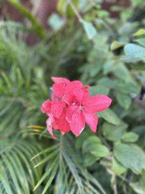 Memphis Botanic Garden by null