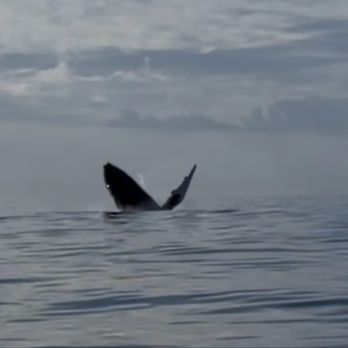 Ultimate Whale Watch & Snorkel - Whale Watching Tours Near Me - Lahaina, Hawaii Ultimate Whale Watch & Snorkel - Whale Watching Tours Near Me - Lahaina, Hawaii