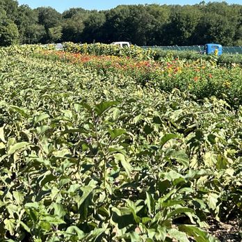 Treat Farm - fields of vegetable and flowering plants - Farmers Market Near Me - Orange, Connecticut