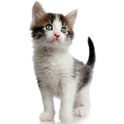 Bell Road Animal Medical Center