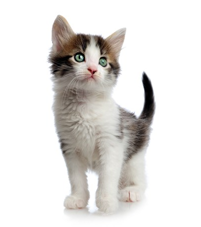 Bell Road Animal Medical Center - pet boarding facility in Montgomery, AL