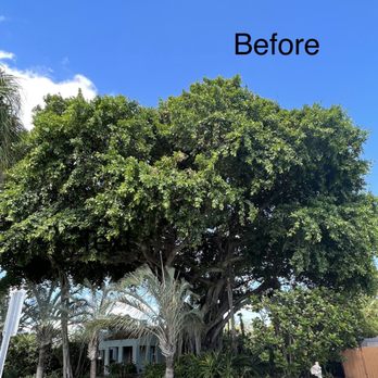 Bartlett Tree Experts - Tree Services Near Me - West Palm Beach, Florida Bartlett Tree Experts - Tree Services Near Me - West Palm Beach, Florida