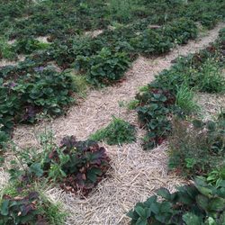 Kobbersted Jordbær - Rows of strawberries