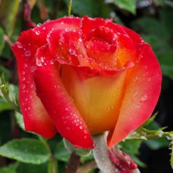 Casa Verde Nursery