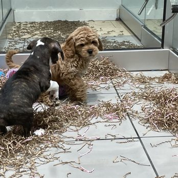 Fashionable Pets - Pet Stores Near Me - Paramus, New Jersey Fashionable Pets - Pet Stores Near Me - Paramus, New Jersey