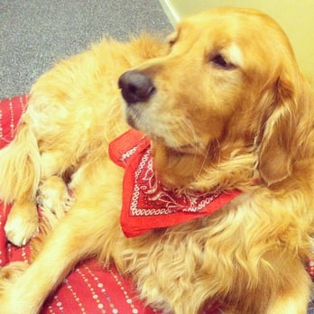 Studley Chiropractic - The super regal office dog. Squee!! - Chiropractors Near Me - Sacramento, California Studley Chiropractic - The super regal office dog. Squee!! - Chiropractors Near Me - Sacramento, California