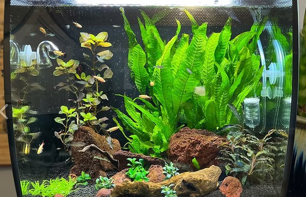 EXPERT CARE FOR YOUR AQUATIC ECOSYSTEM - At Wheeler Fish Care, I specialize in professional fish tank cleaning and maintenance services for both residential and commercial clients. No matter the type of system, I will tailor my services to meet your tank’s specific needs. My goal is to offer peace of mind with your system, handling each aspect so that all you need to do is enjoy your underwater ecosystem. My professional focus centers around aquatic husbandry and ensuring the needs of your system are always met. It is our job in this industry to ensure the best care possible for our fish and corals, as well as creating a habitat that represents their home. If you are interested in having an experienced professional who is dedicated to ensuring a clean, healthy, and vibrant aquatic ecosystem, please do not hesitate to reach out with any questions at all. EXPERT CARE FOR YOUR AQUATIC ECOSYSTEM - At Wheeler Fish Care, I specialize in professional fish tank cleaning and maintenance services for both residential and commercial clients. No matter the type of system, I will tailor my services to meet your tank’s specific needs. My goal is to offer peace of mind with your system, handling each aspect so that all you need to do is enjoy your underwater ecosystem. My professional focus centers around aquatic husbandry and ensuring the needs of your system are always met. It is our job in this industry to ensure the best care possible for our fish and corals, as well as creating a habitat that represents their home. If you are interested in having an experienced professional who is dedicated to ensuring a clean, healthy, and vibrant aquatic ecosystem, please do not hesitate to reach out with any questions at all.