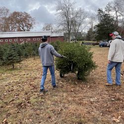 Lane's Grove Christmas Tree Farm