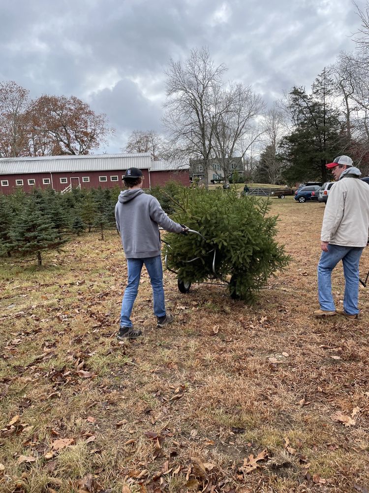 LANE’S GROVE CHRISTMAS TREE FARM Updated August 2024 71 Oil Mill Rd