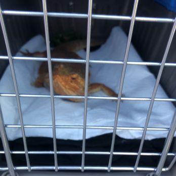 Pleasanton Veterinary Hospital - Don't be nervous little dude, it's just a nail trim. - Veterinarians Near Me - Pleasanton, California