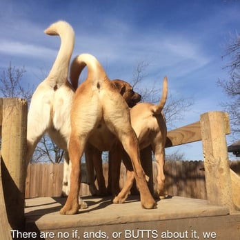 Bliss Pet Resort - Dogs on the platform - Pet Boarding Near Me - Prosper, Texas Bliss Pet Resort - Dogs on the platform - Pet Boarding Near Me - Prosper, Texas