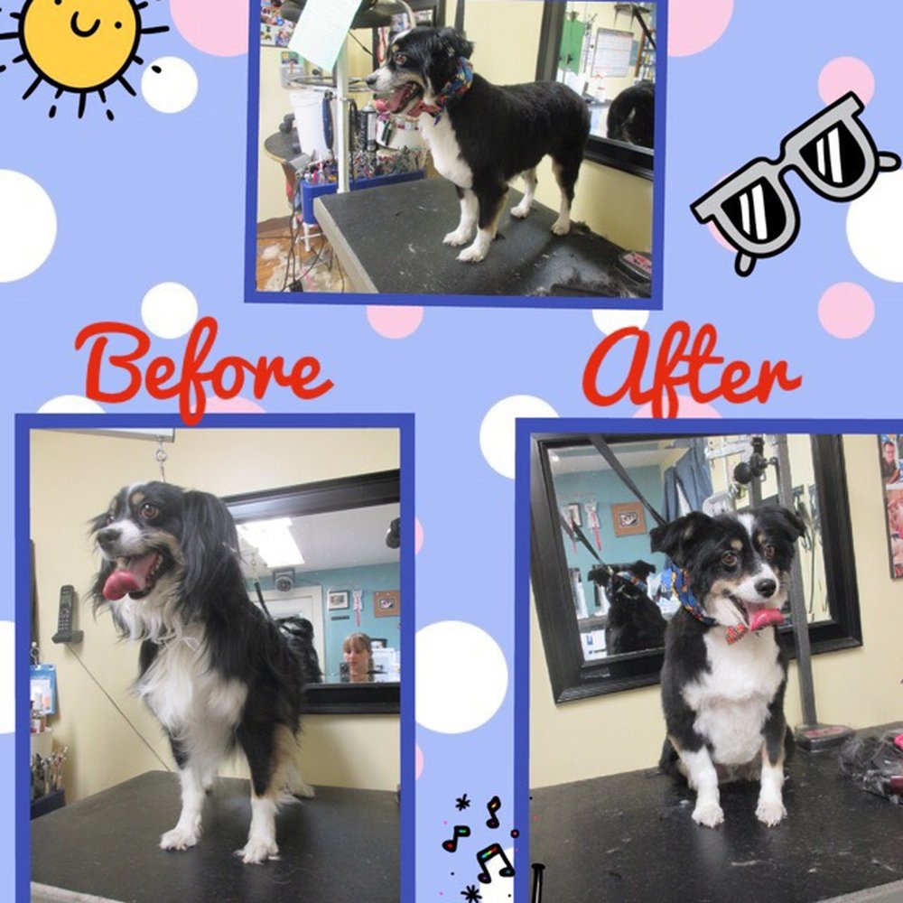 Pawsitive Karma - Pet Stores Near Me - Castro Valley, California Pawsitive Karma - Pet Stores Near Me - Castro Valley, California