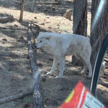 Bearizona - One of many wolves we saw - Zoos Near Me - Williams, Arizona