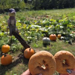 Organics Today - Apple cider doughnuts