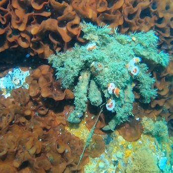 Aquarius Dive Shop - Crabalicious - Dive Shops Near Me - Monterey, California