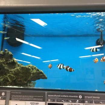 Petco - Fish - Pet Training Near Me - Homestead, Florida