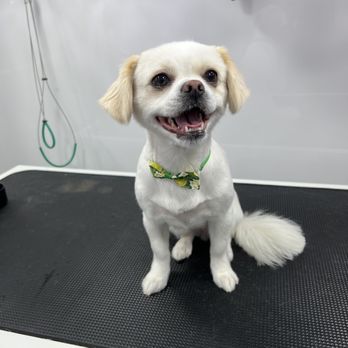 1. The Pet Barber