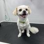 Photo of The Pet Barber