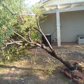 Tree Monkey Tree Trimming - Tree Services Near Me