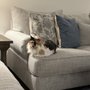 Photo of Tomorrow's Trends Pet Spa