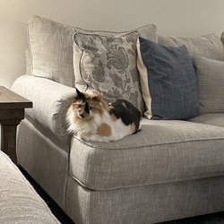 Tomorrow's Trends Pet Spa - Shortly after her lion cut.