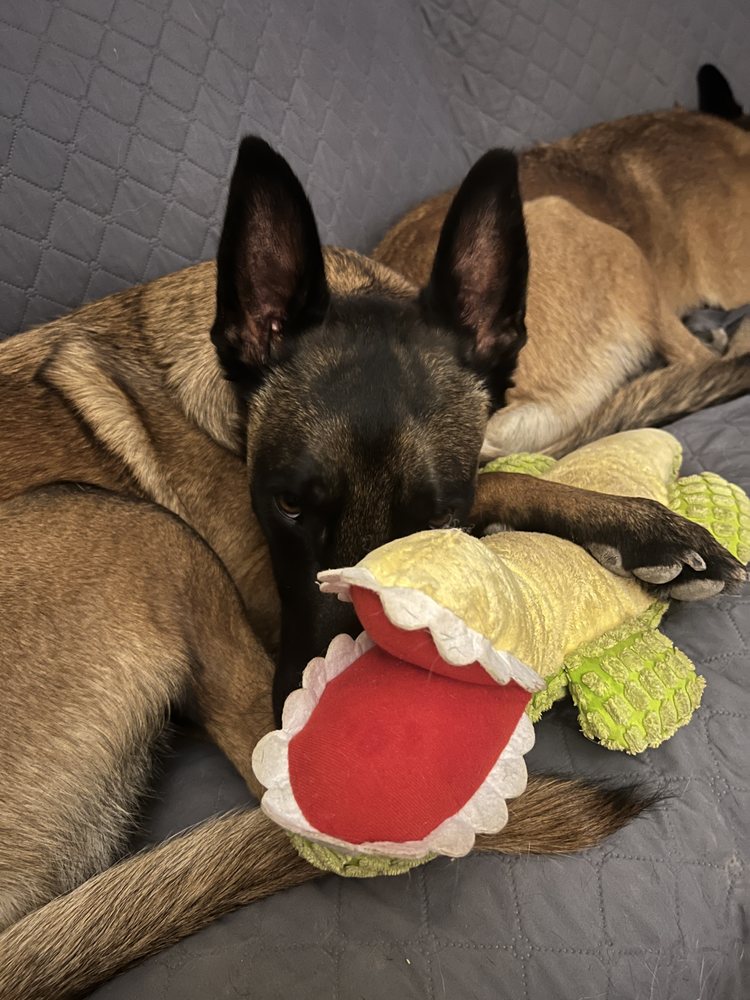 BISCUITS AND BATH DOG GROOMING Updated July 2024 14 Photos 905 W