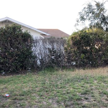 Roldolfo's Tree Services - Final picture of dying bush - Tree Services Near Me