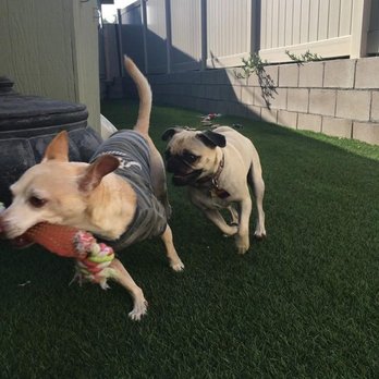 Bark Park - Froyo (left) playing! - Pet Sitting Near Me - Spring Valley, California Bark Park - Froyo (left) playing! - Pet Sitting Near Me - Spring Valley, California