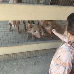 The 3 little pigs