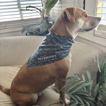 PetSmart - Looking so fresh and clean after his grooming appt! - Pet Training Near Me - REDLANDS, California PetSmart - Looking so fresh and clean after his grooming appt! - Pet Training Near Me - REDLANDS, California