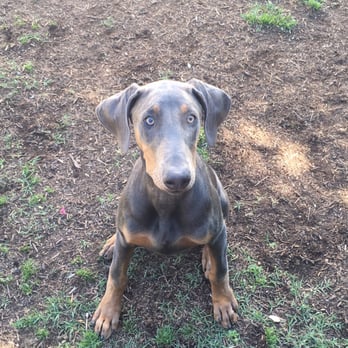 Royal Dog Academy - Vesper after training at Master Dog Training :) - Pet Training Near Me - Topanga, California