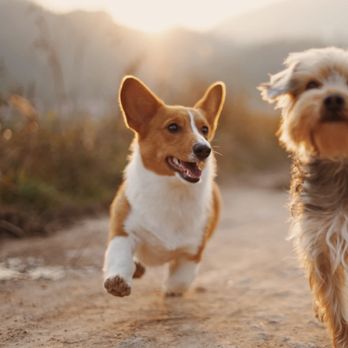 Pawsitive Strides - Who's excited for Corgi Con this year?! These dogs make dog walking so much fun! - Dog Walkers Near Me Pawsitive Strides - Who's excited for Corgi Con this year?! These dogs make dog walking so much fun! - Dog Walkers Near Me
