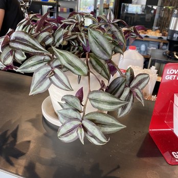 Pause Coffee House - This cool 'Wandering Jew' plant. After we saw it here we went on an adventure and bought a couple for ourselves! - Coffee & Tea Near Me - Fair Oaks, California