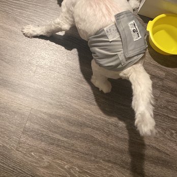 Angel Paws - Dog can't stand from the fall injury - Pet Sitting Near Me - Champaign, Illinois Angel Paws - Dog can't stand from the fall injury - Pet Sitting Near Me - Champaign, Illinois