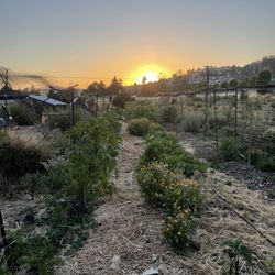 Summer solstice gathering. Field of organic produce