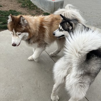Affordable Dog Training & Anti-Aggression - Rhea made a new friend - Pet Training Near Me Affordable Dog Training & Anti-Aggression - Rhea made a new friend - Pet Training Near Me
